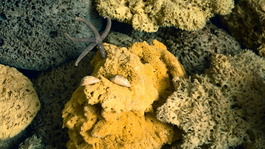 Sea Sponges Beyond Facial Cleaning: Creative Uses