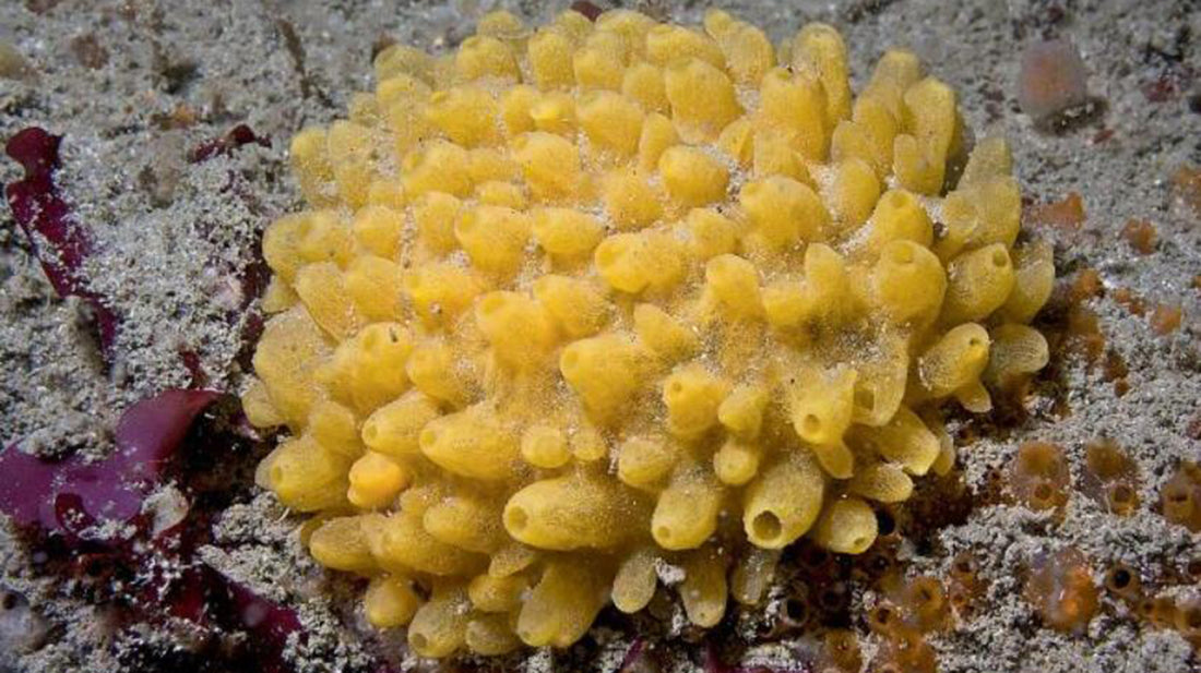 Sea Sponges: A Win for Skin and Planet