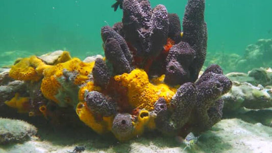 Sea Sponges in Skin Care: Myths and Facts