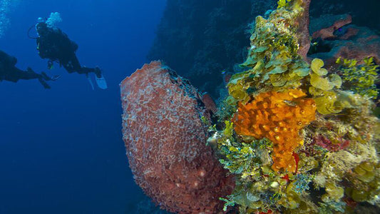 Comparing Sea Sponges: Caribbean vs. Other Regions