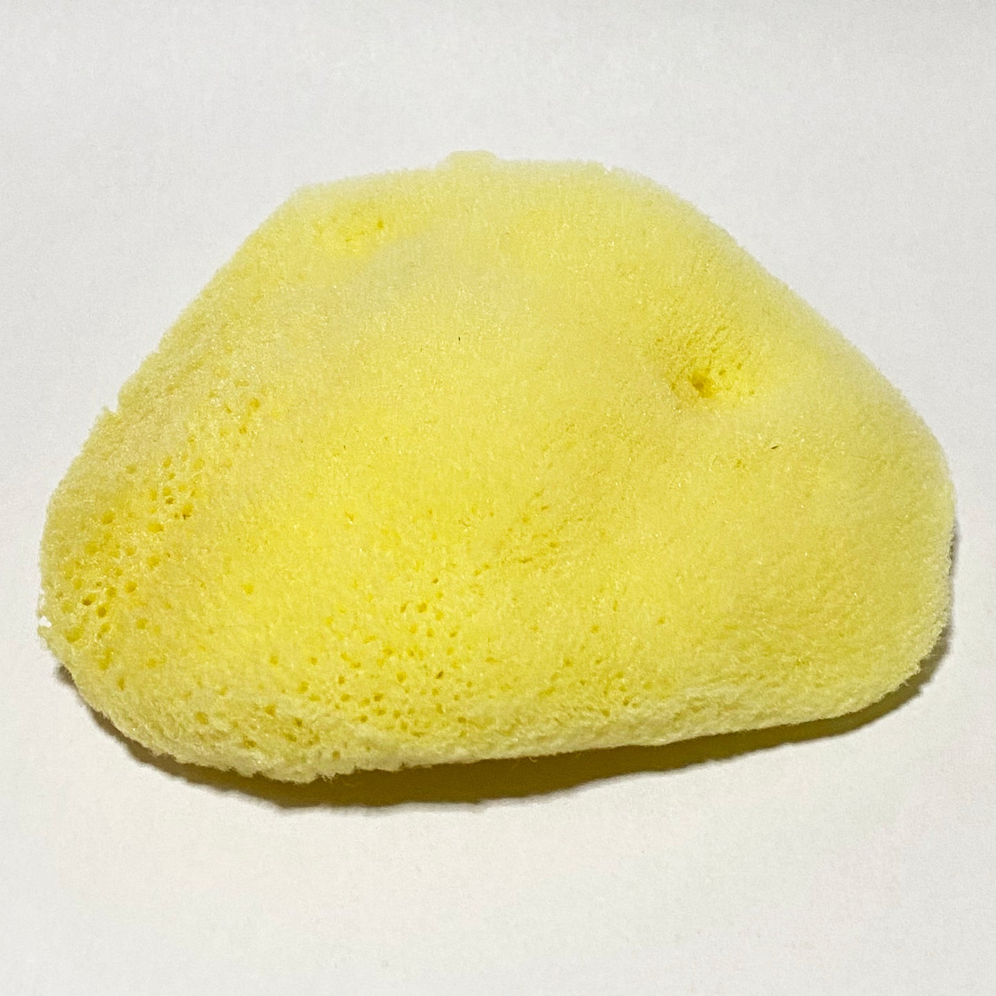 Cosmetic Natural Caribbean Sea Sponge